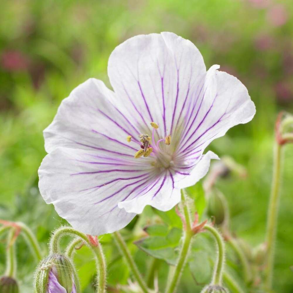 Storkenæb 'Derrick Cook'